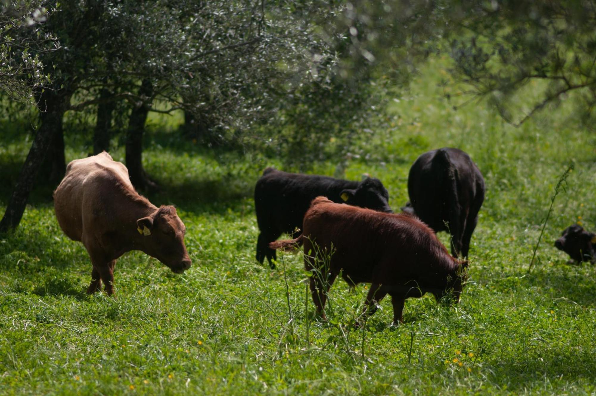 Гостьовий будинок Fattoria Di Maiano Ф'єзоле Екстер'єр фото